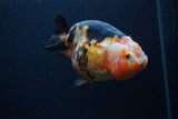 Milk Cow Ranchu  Calico 4.5 Inch (ID#0107R10c-99) Free2Day SHIPPING