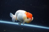 Juvenile Lionchu  Red White 3.5 Inch (ID#307R11b-10) Free2Day SHIPPING