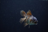 Juvenile Thai Oranda  Panda 4 Inch (ID#1210To12c-92) Free2Day SHIPPING