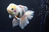 Thai Oranda  Sakura 6 Inch (ID#920To13c-68)