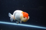 Juvenile Lionchu  Red White 3.5 Inch (ID#307R11b-10) Free2Day SHIPPING