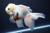 Thai Oranda  Sakura 6 Inch (ID#920To13c-68)