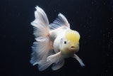 Thai Oranda  Sakura 6 Inch (ID#920To12c-68)