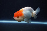 Juvenile Lionchu  Red White 3.5 Inch (ID#307R11b-10) Free2Day SHIPPING