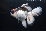 Thai Oranda  Tricolor 6 Inch (ID#1220To6b-87)