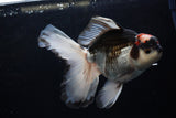 Thai Oranda  Tricolor 6 Inch (ID#1220To6b-87)