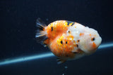 Milk Cow Ranchu  Calico 4.5 Inch (ID#0107R10c-100) Free2Day SHIPPING