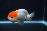 Juvenile Lionchu  Red White 3.5 Inch (ID#307R11b-10) Free2Day SHIPPING