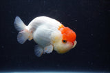 Juvenile Lionchu  Red White 3.5 Inch (ID#307R11b-10) Free2Day SHIPPING
