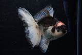 Thai Oranda  Tricolor 6 Inch (ID#1220To6b-87)