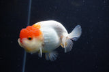 Juvenile Lionchu  Red White 3.5 Inch (ID#307R11b-10) Free2Day SHIPPING