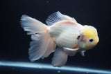 Thai Oranda  Sakura 6 Inch (ID#920To12c-68)