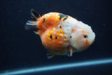 Milk Cow Ranchu  Calico 4.5 Inch (ID#0107R10c-100) Free2Day SHIPPING