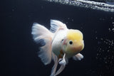 Thai Oranda  Sakura 6 Inch (ID#920To12c-68)