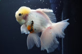 Thai Oranda  Sakura 6 Inch (ID#920To13c-68)