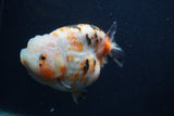 Milk Cow Ranchu  Calico 4.5 Inch (ID#0107R10c-100) Free2Day SHIPPING