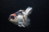 Thai Oranda  Tricolor 6 Inch (ID#1220To6b-87)