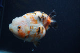 Milk Cow Ranchu  Calico 4.5 Inch (ID#0107R10c-100) Free2Day SHIPPING