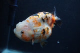 Milk Cow Ranchu  Calico 4.5 Inch (ID#0107R10c-100) Free2Day SHIPPING