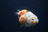 Milk Cow Ranchu  Calico 4.5 Inch (ID#0107R10c-100) Free2Day SHIPPING