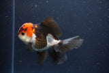 Thai Oranda  Tricolor 4.5 Inch (ID#1108To2a-70) Free2Day SHIPPING