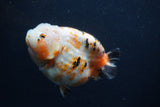 Milk Cow Ranchu  Calico 4.5 Inch (ID#0107R10c-100) Free2Day SHIPPING