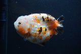 Milk Cow Ranchu  Calico 4.5 Inch (ID#0107R10c-100) Free2Day SHIPPING