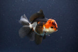 Thai Oranda  Tricolor 4.5 Inch (ID#1108To2a-70) Free2Day SHIPPING