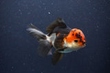 Thai Oranda  Tricolor 4.5 Inch (ID#1108To2a-70) Free2Day SHIPPING