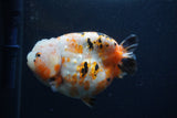 Milk Cow Ranchu  Calico 4.5 Inch (ID#0107R10c-100) Free2Day SHIPPING