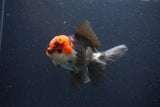 Thai Oranda  Tricolor 4.5 Inch (ID#1108To2a-70) Free2Day SHIPPING