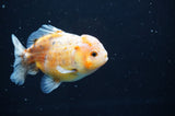 Yuan Bao Oranda  Calico 3.5 Inch (ID#415Yb10b-48) Free2Day SHIPPING