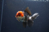 Thai Oranda  Tricolor 4.5 Inch (ID#1108To2a-70) Free2Day SHIPPING