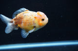 Yuan Bao Oranda  Calico 3.5 Inch (ID#415Yb10b-48) Free2Day SHIPPING
