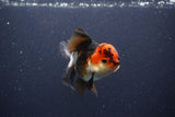 Thai Oranda  Tricolor 4.5 Inch (ID#1108To2a-70) Free2Day SHIPPING