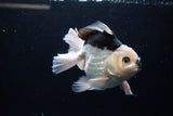 Thai Oranda  Panda 5 Inch (ID#1220To6b-88)