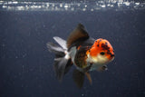 Thai Oranda  Tricolor 4.5 Inch (ID#1108To2a-70) Free2Day SHIPPING