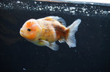 Yuan Bao Oranda  Calico 3.5 Inch (ID#415Yb10b-48) Free2Day SHIPPING