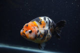 Milk Cow Ranchu  Calico 5 Inch (ID#0107R10c-101) Free2Day SHIPPING