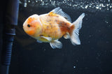 Yuan Bao Oranda  Calico 3.5 Inch (ID#415Yb10b-48) Free2Day SHIPPING