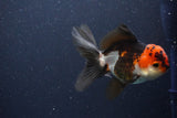 Thai Oranda  Tricolor 4.5 Inch (ID#1108To2a-70) Free2Day SHIPPING