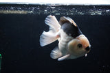 Thai Oranda  Panda 5 Inch (ID#1220To6b-88)