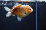 Yuan Bao Oranda  Calico 3.5 Inch (ID#415Yb10b-48) Free2Day SHIPPING