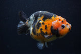 Milk Cow Ranchu  Calico 5 Inch (ID#0107R10c-101) Free2Day SHIPPING