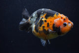 Milk Cow Ranchu  Calico 5 Inch (ID#0107R10c-101) Free2Day SHIPPING