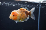 Yuan Bao Oranda  Calico 3.5 Inch (ID#415Yb10b-48) Free2Day SHIPPING