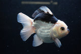 Thai Oranda  Panda 5 Inch (ID#1220To6b-88)