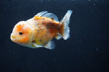 Yuan Bao Oranda  Calico 3.5 Inch (ID#415Yb10b-48) Free2Day SHIPPING