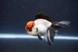 Thai Oranda  Tricolor 3.5 Inch (ID#1108To2a-71) Free2Day SHIPPING