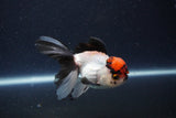 Thai Oranda  Tricolor 3.5 Inch (ID#1108To2a-71) Free2Day SHIPPING